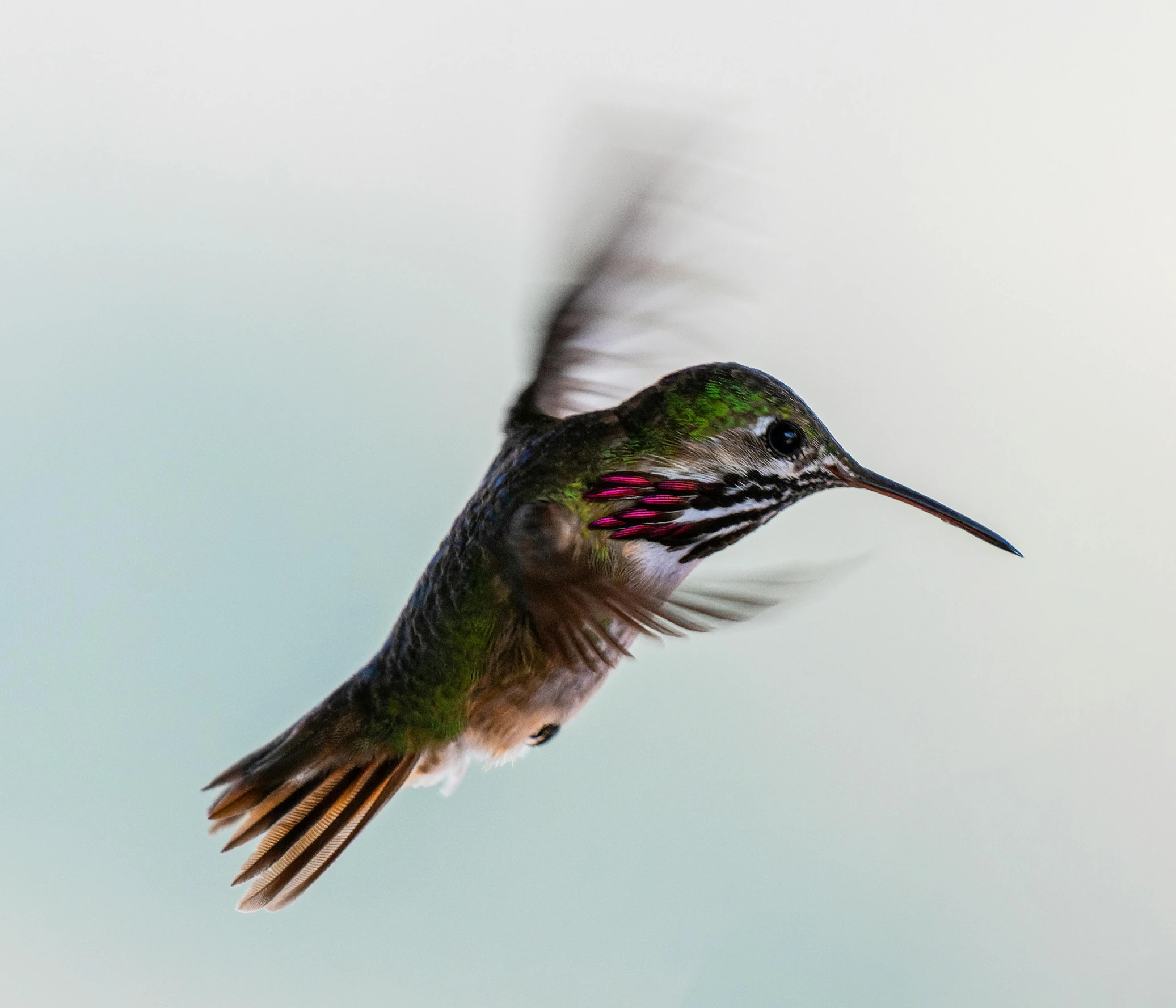 a colorful bird with long, pointed wings flying in the sky