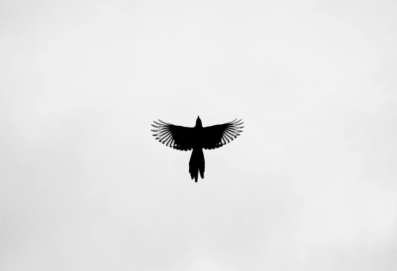a silhouette of a bird flying through the sky
