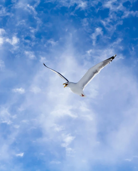 the seagull is soaring against a blue cloudy sky