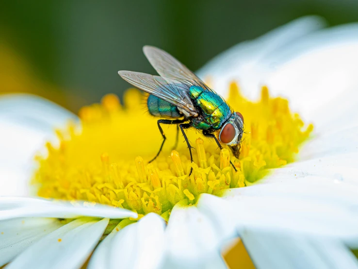a fly on some yellow and white flowers