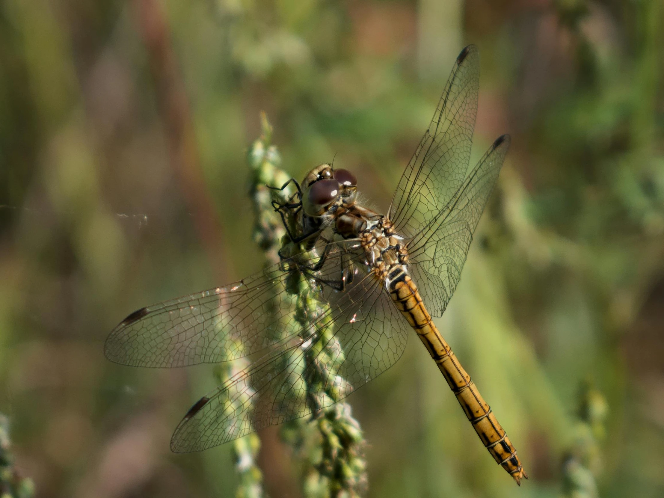 two large brown dragonflys are sitting on some green plants