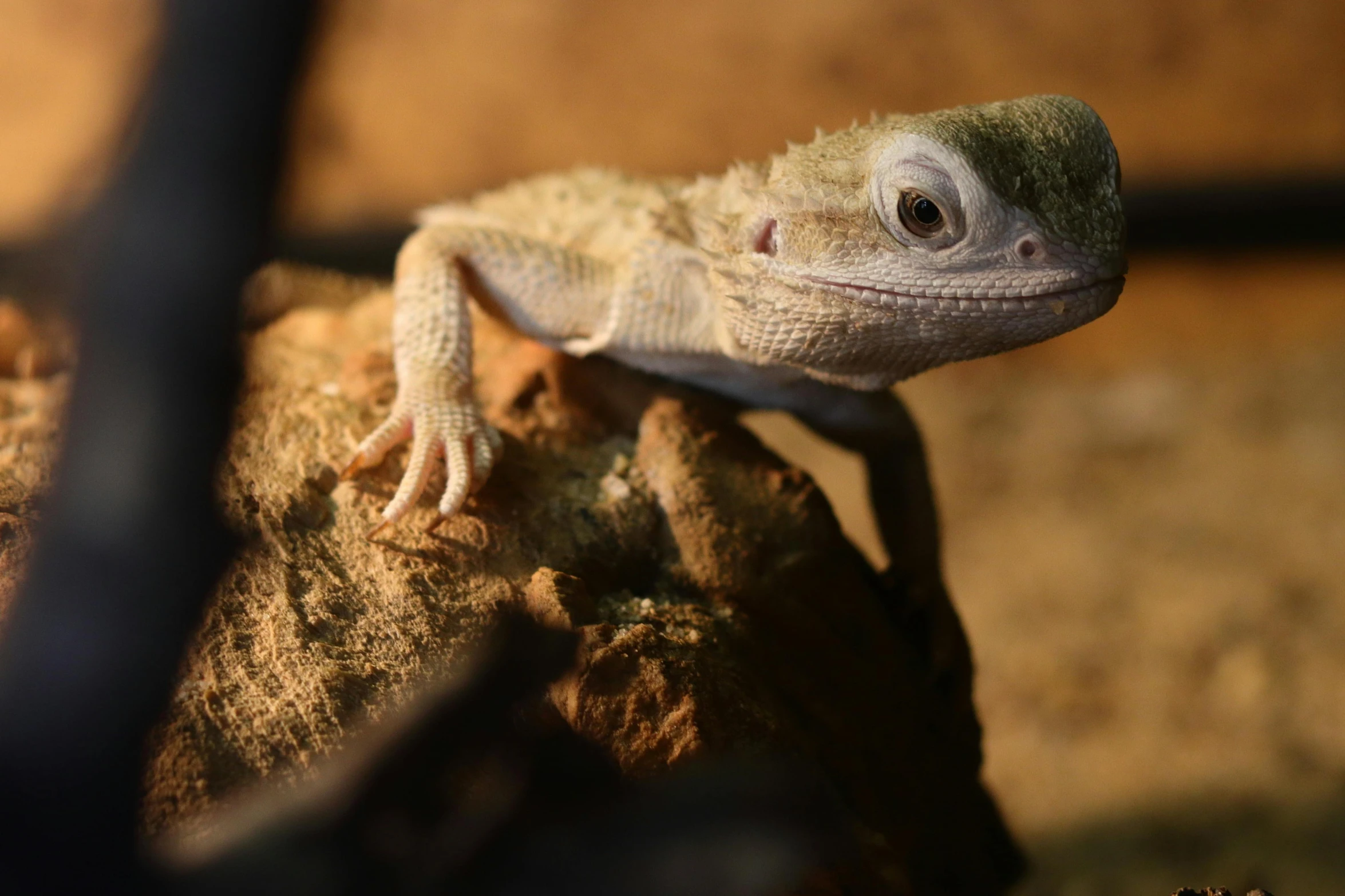 a small lizard is resting on the rock