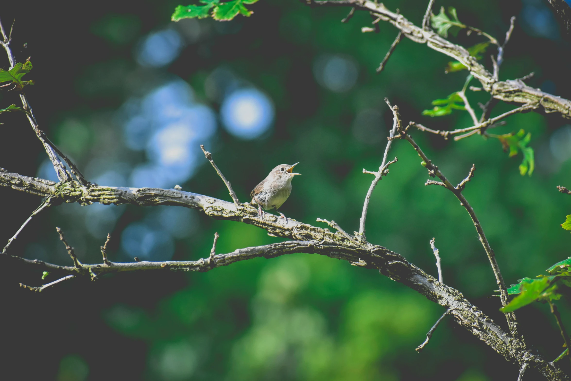 there is a small bird sitting on the tree nch