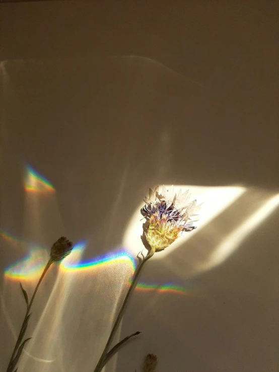 some kind of flower in a vase with sun shining through