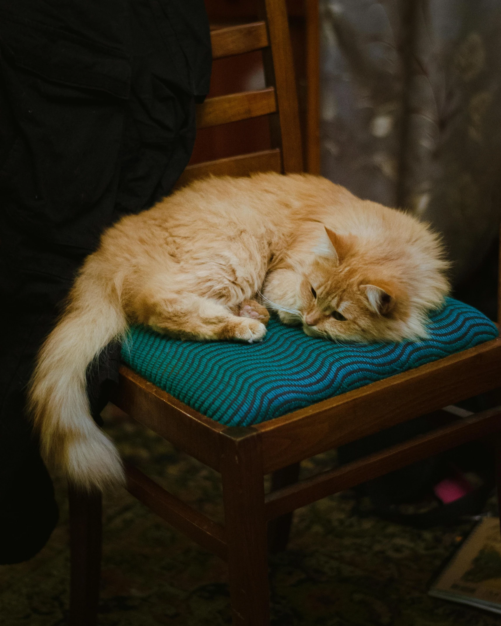 an orange cat lays on a blue cushion