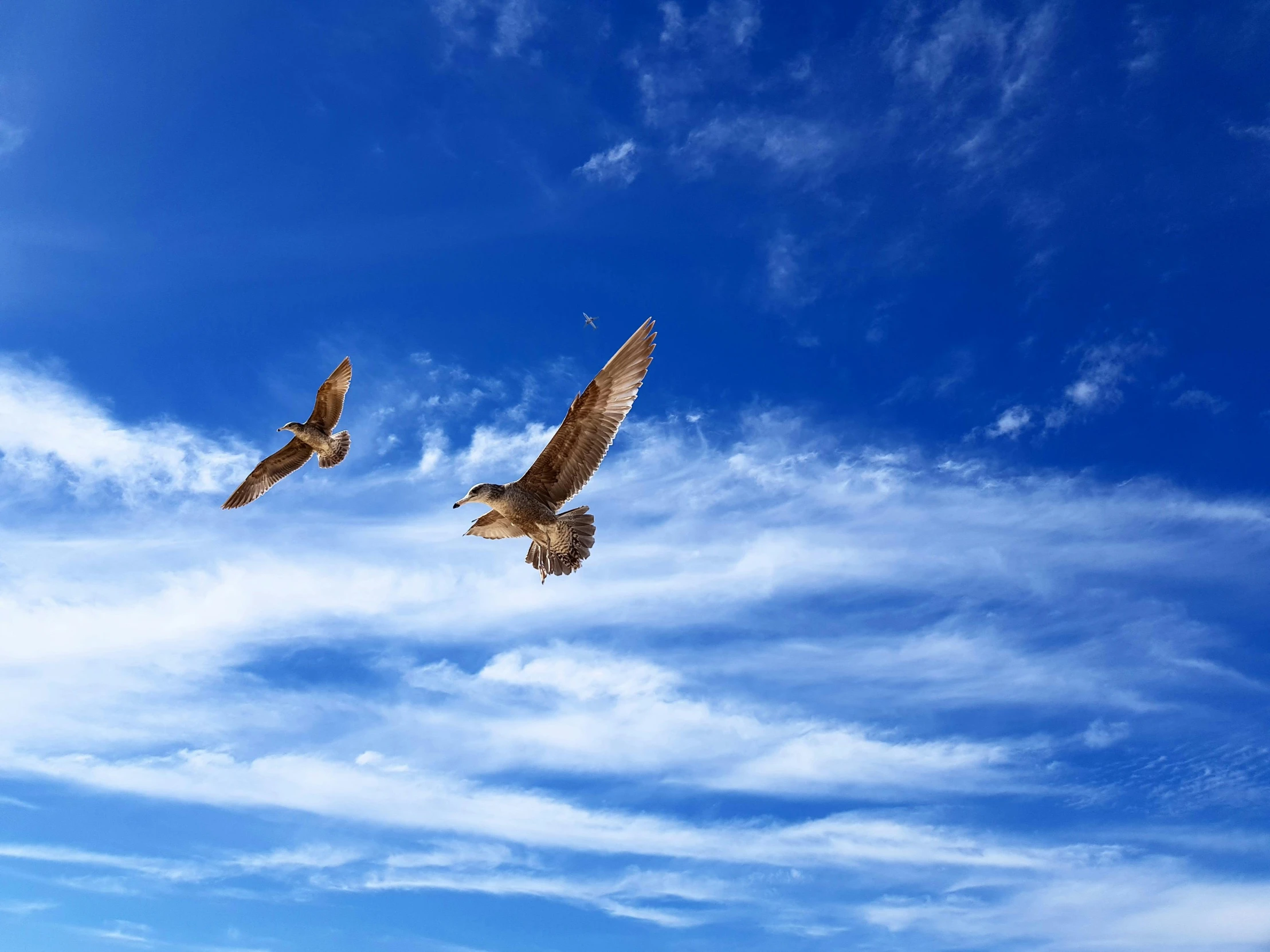 two birds are flying across the clear blue sky