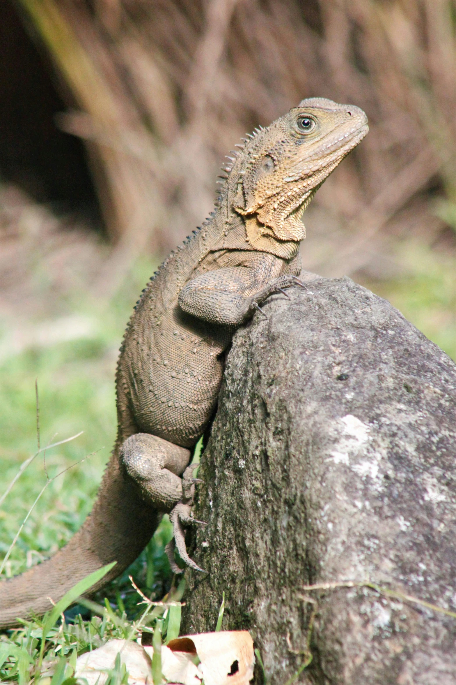 an iguana is perched on top of a rock