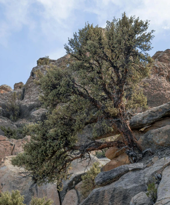 a very big pretty tree by some rocks