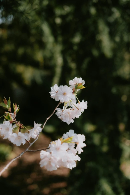 a nch with white flowers on it near some trees