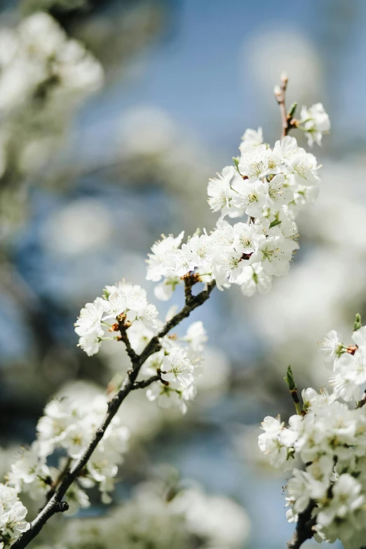 closeup of some very white flowers growing in some trees