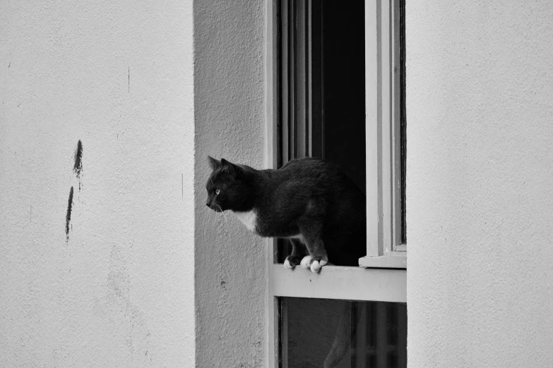 a cat that is standing on the side of a window