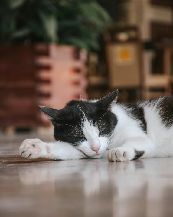 a cat laying on a floor sleeping next to a potted plant