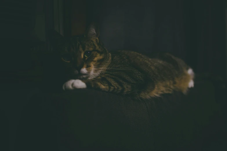 a cat laying on the couch in the dark