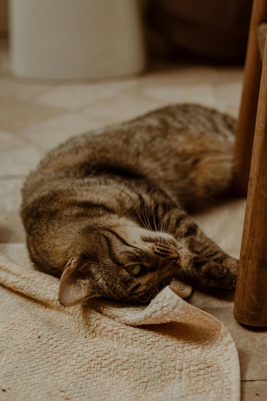 a cat that is laying on the ground sleeping