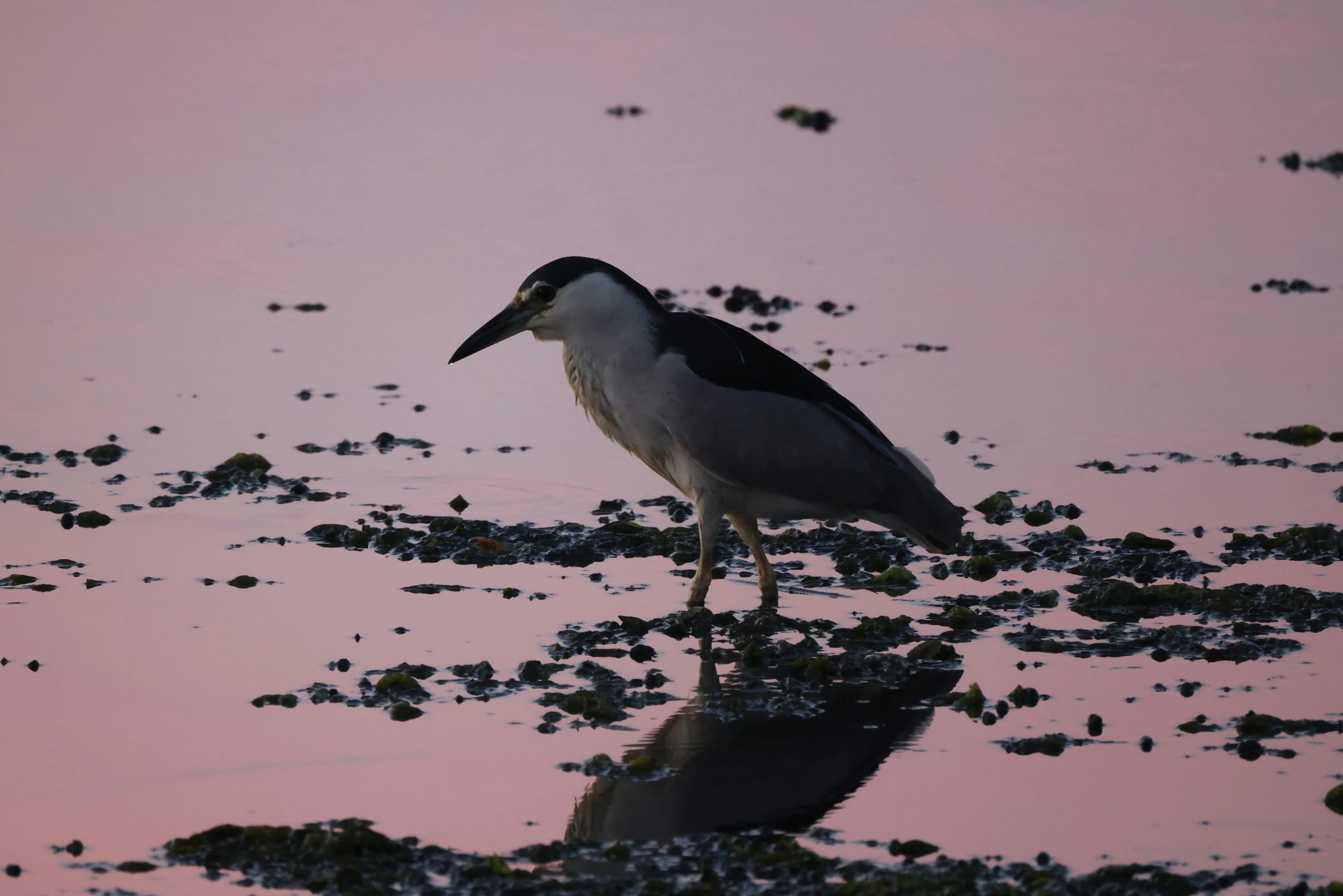 a bird stands on top of some leaves and sticks