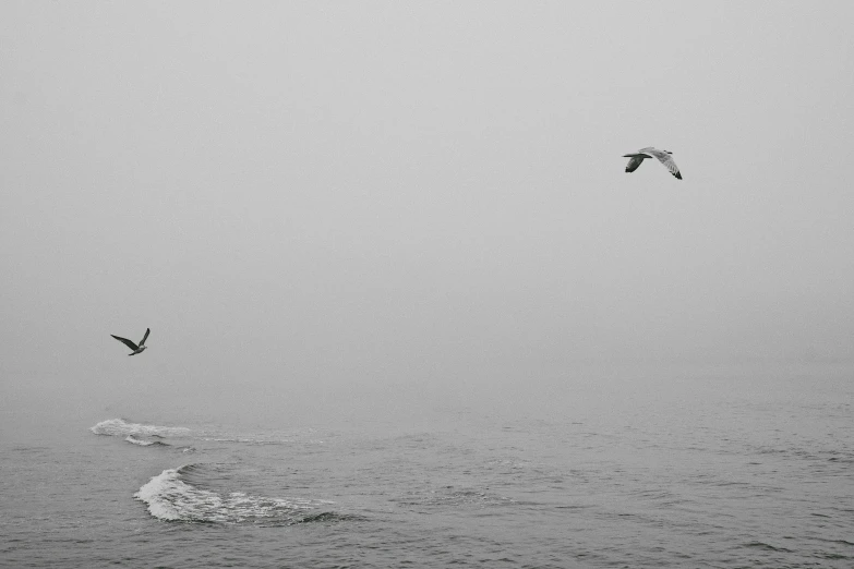 three birds fly through the air over the ocean