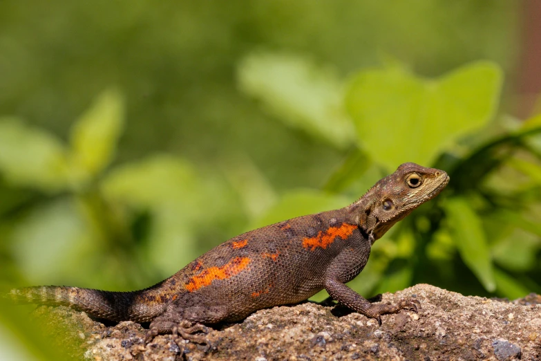 a close up of a lizard on a rock