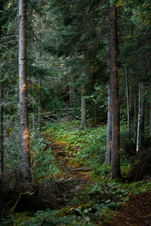 a narrow pathway in the middle of a dense forest