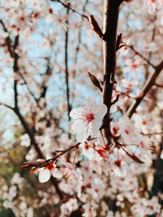 an unfurnished tree with a flower that is white