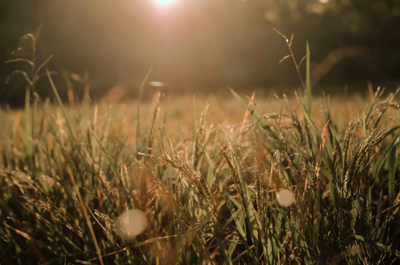 the sun is shining over a field of tall grass