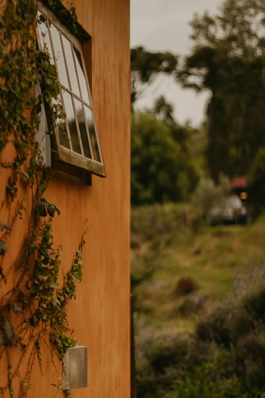 window and plant growing up the side of a wooden wall