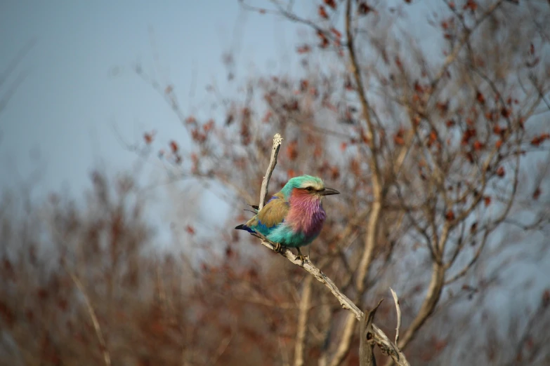 colorful bird sitting on bare tree limb during fall