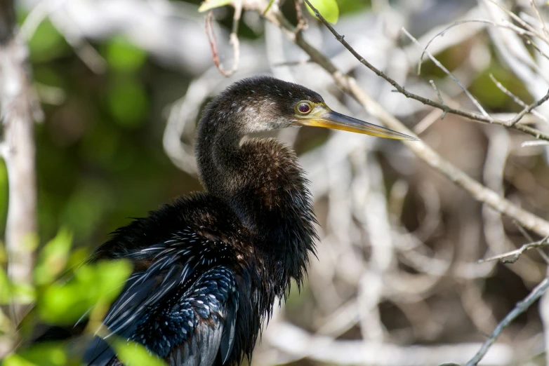 a bird with black feathers perched on a tree nch