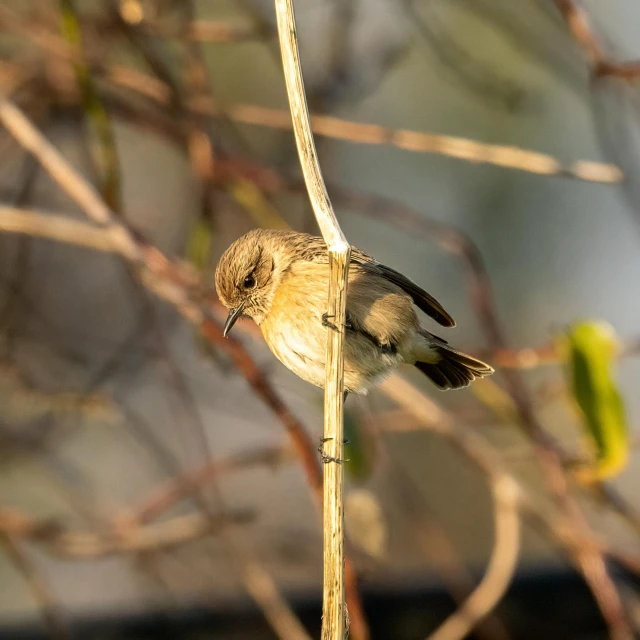 a bird sitting on top of a thin nch