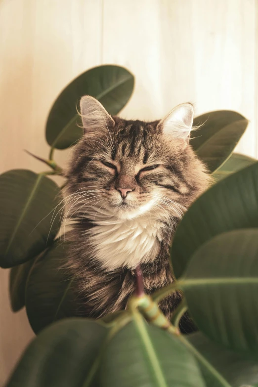 a cat that is sitting behind some leaves