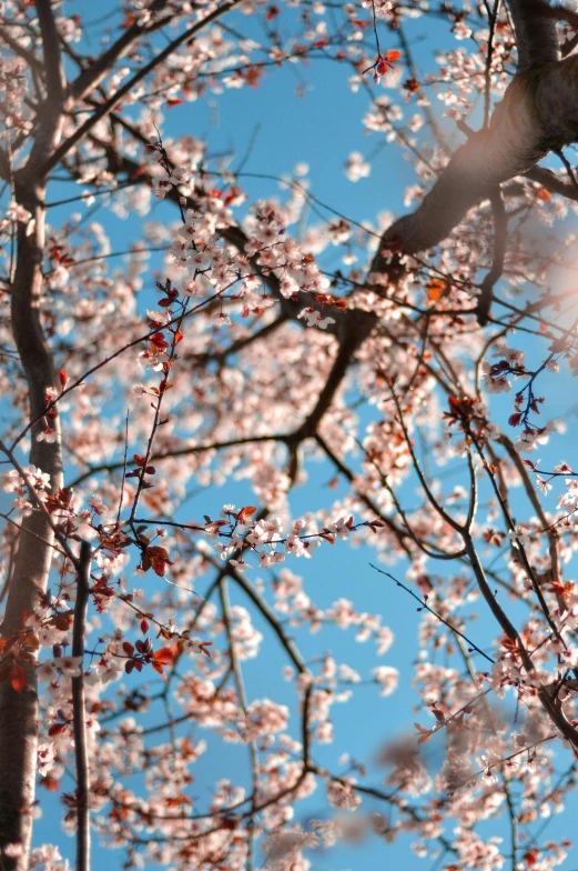 the sun shines in a blue sky above pink blossoms