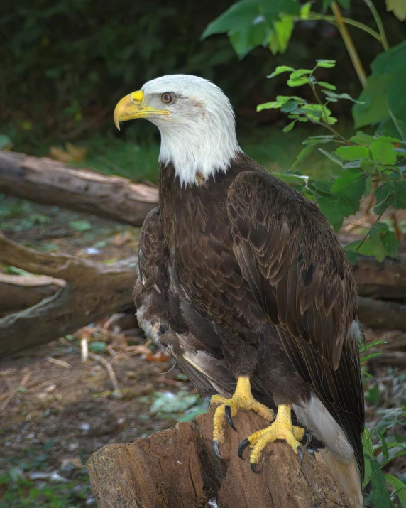an eagle perched on top of a wooden stump