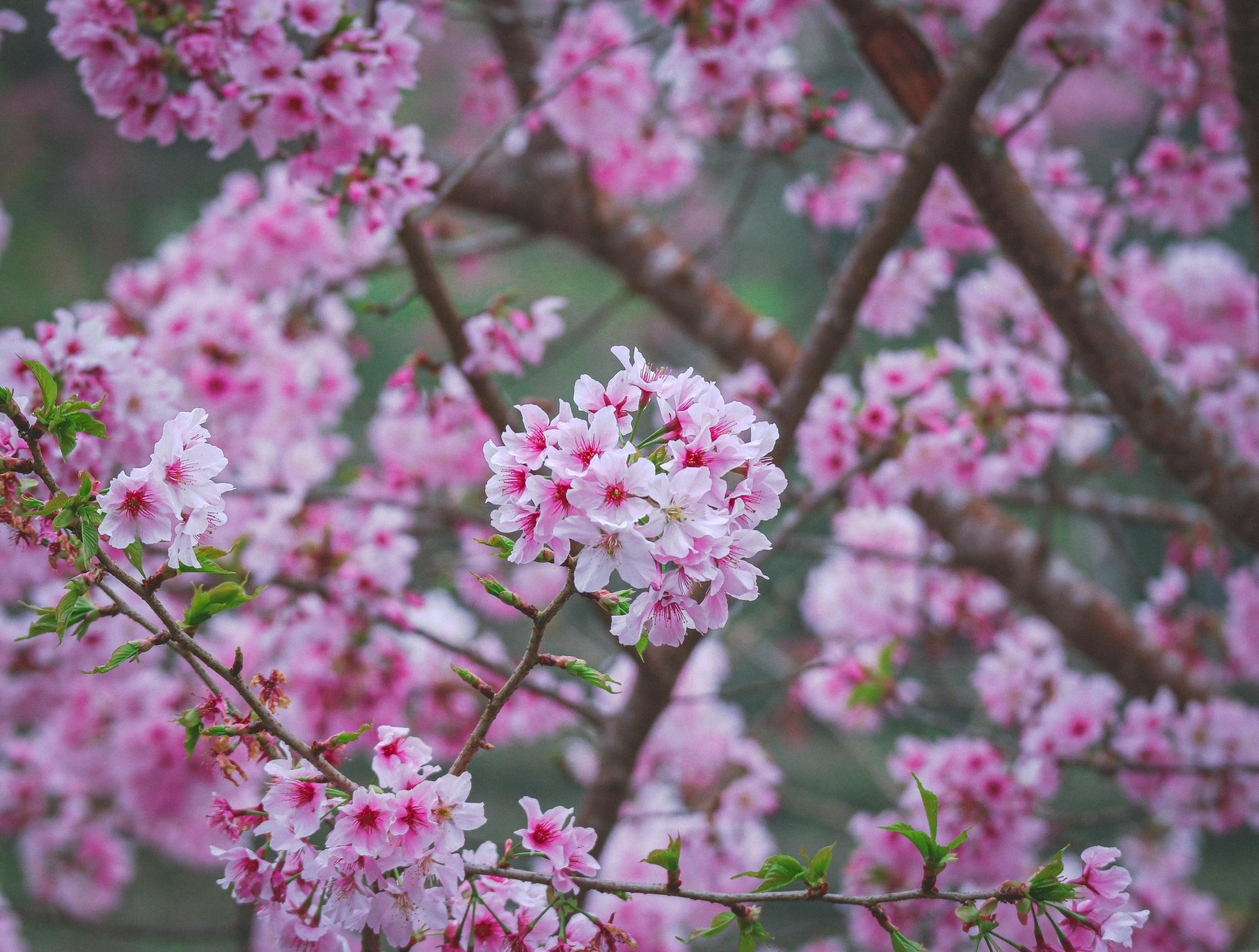 pink flowers grow on the nches of a tree