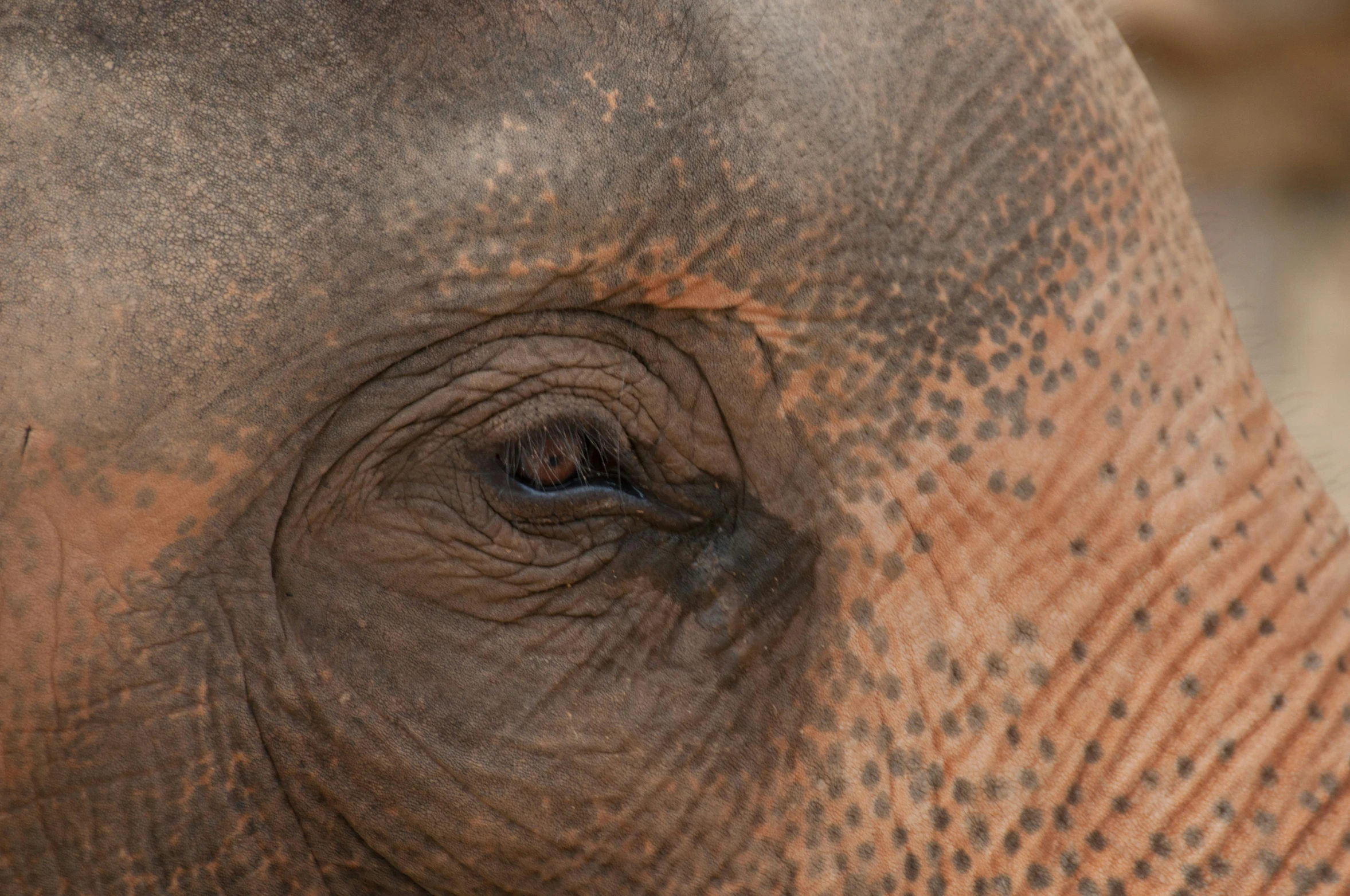 close up of the front of an elephant's face