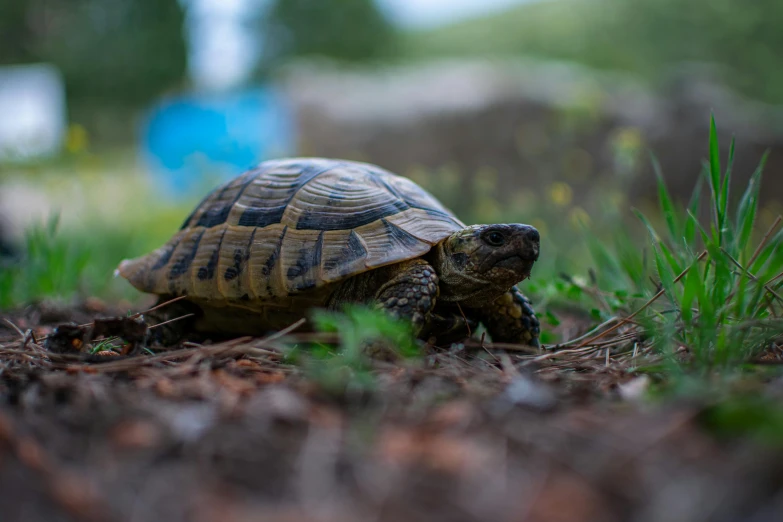 a small turtle is walking on the grass