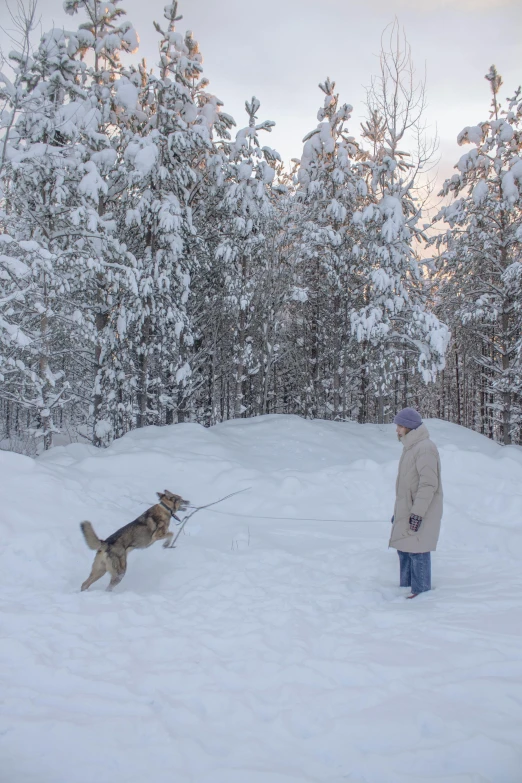 a dog pulling someone on a snowy path