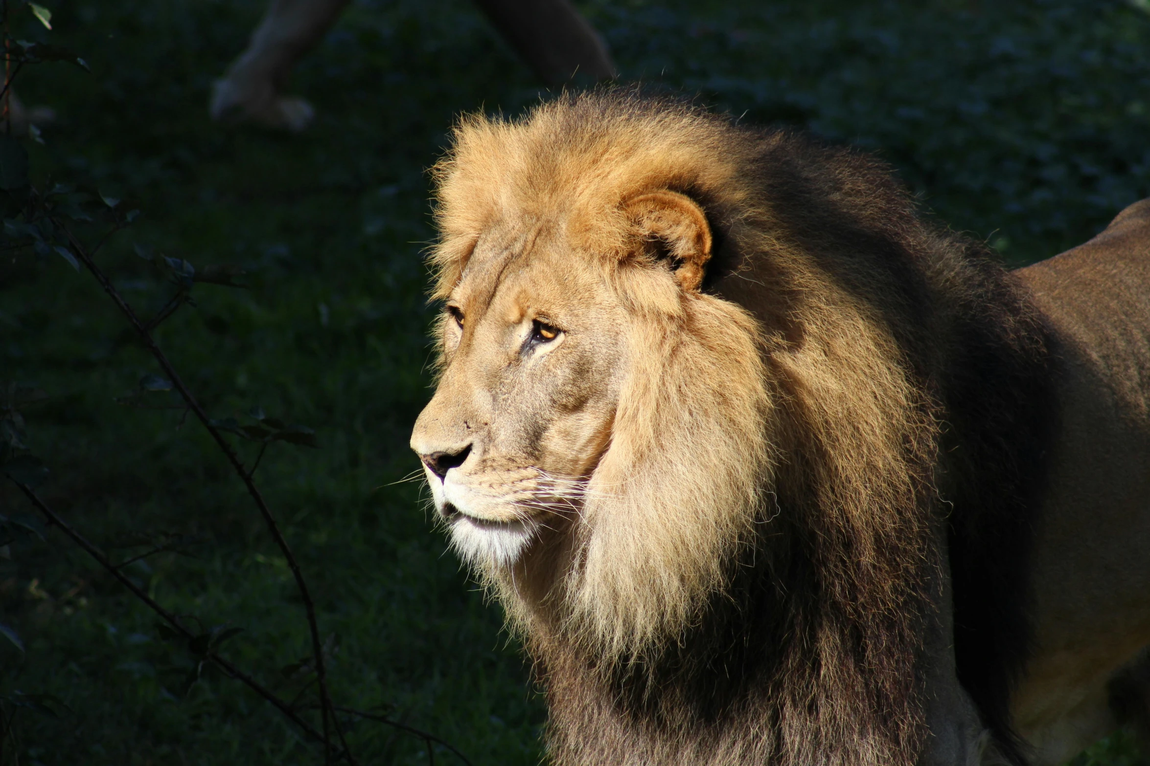 a lion that is standing in the grass