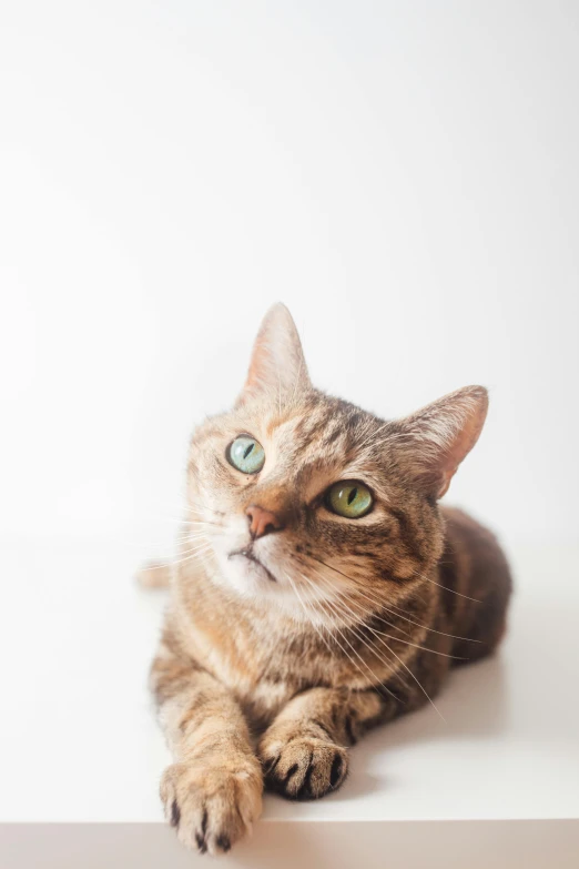 cat laying down and looking at soing with a sad look on its face