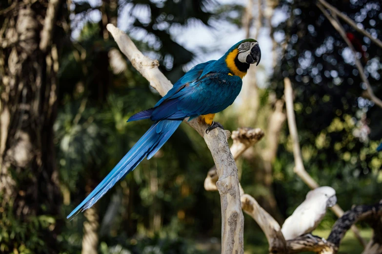 a parrot perched on the top of a nch