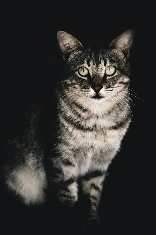 a black and gray cat is sitting down