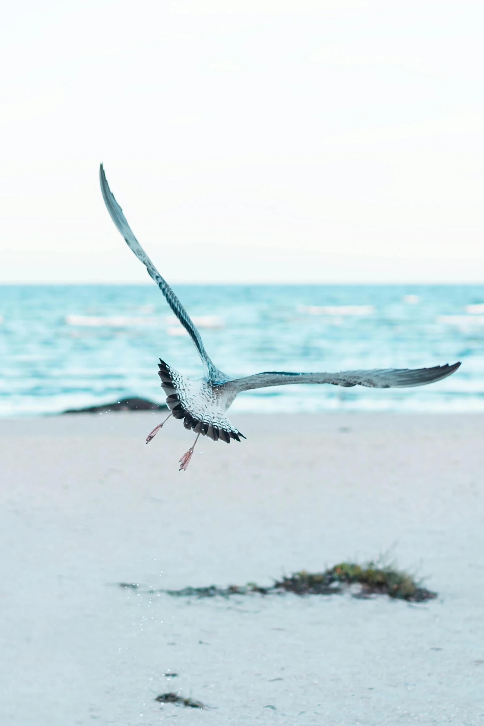 a bird flying through the air above the sand