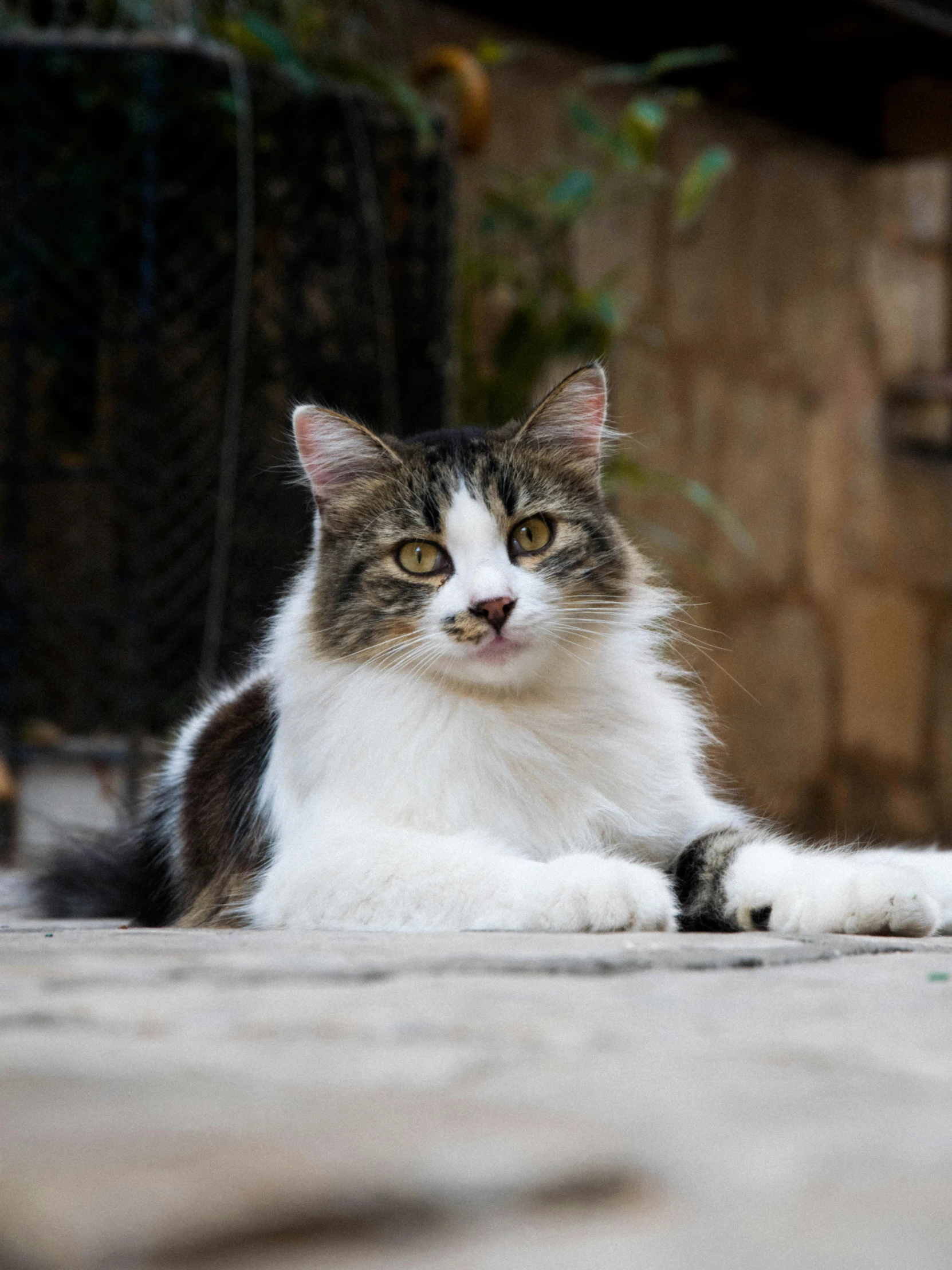 a cat lays on the floor outside near stairs