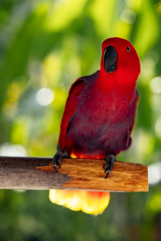 red bird standing on perch in tree outside