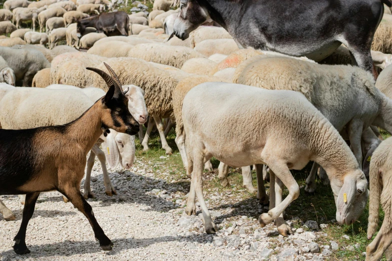 a group of sheep grazing and being pet by a goat