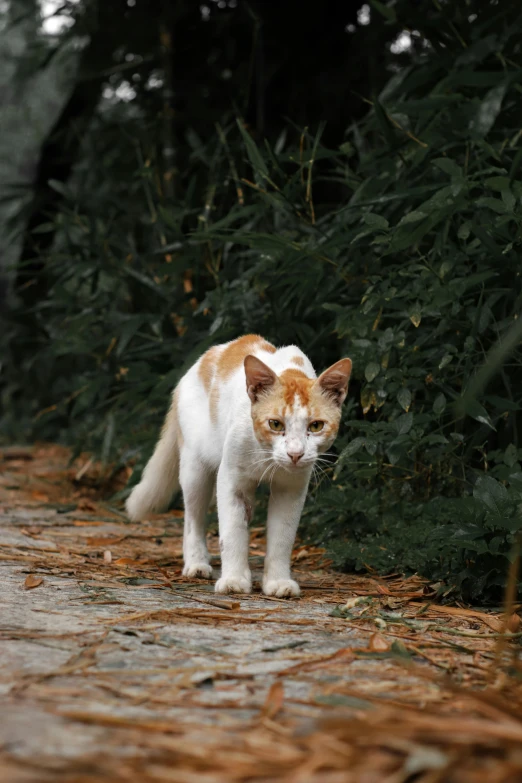 an orange and white cat stands on a leafy pathway