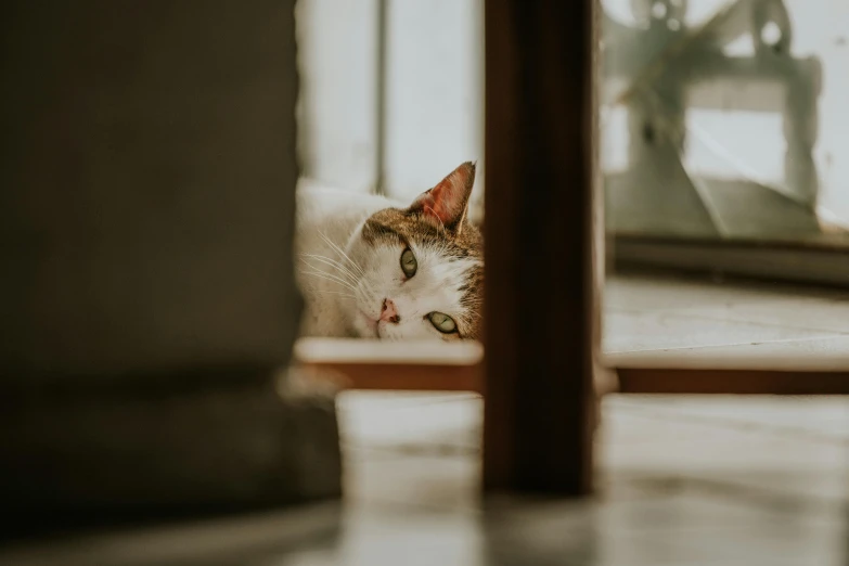 a cat hiding behind the legs of a door