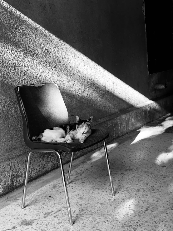 a small cat laying in a chair against a wall