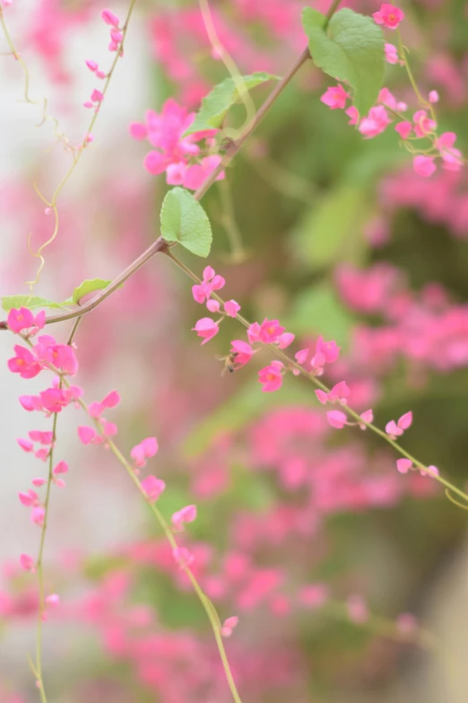 pink flowers with green leaves against a pale background