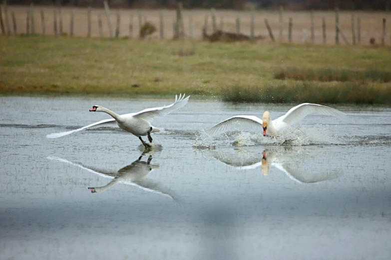 a pair of swans take off from a lake