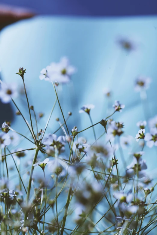 some flowers are sitting next to a blue vase