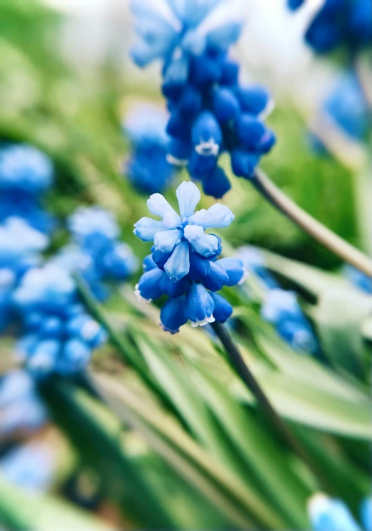 blue flowers sitting in the middle of a green area